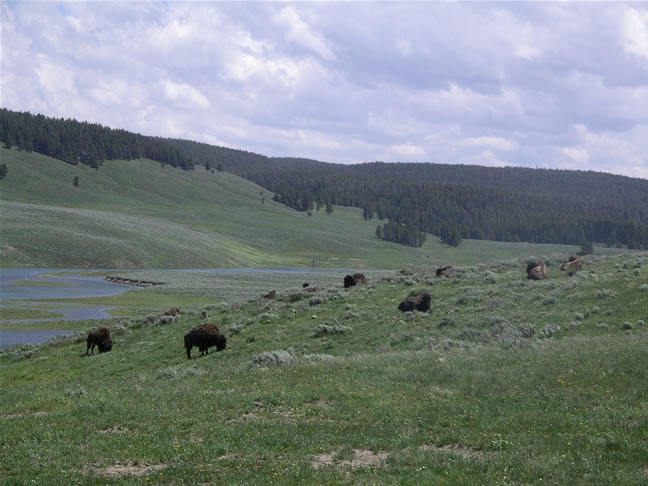 images/Bison enjoyning their time (6).jpg